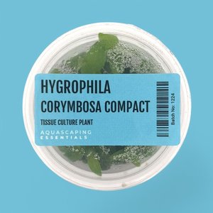 Stem: Hygrophila Corymbosa Compact Tissue Culture (Aquascaping Essentials)