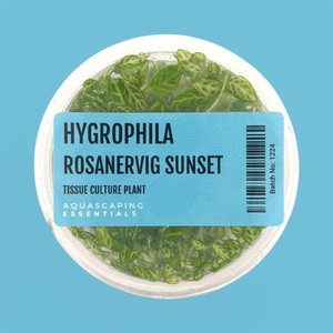 Hygrophila Rosanervig Sunset Tissue Culture (Aquascaping Essentials)