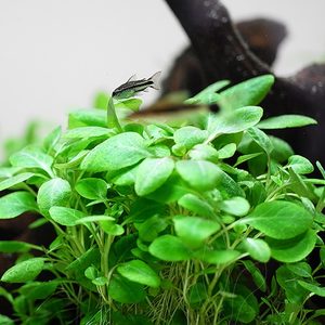 Stem: Lobelia Cardinalis Mini