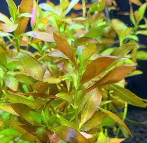 Stem: Ludwigia Repens