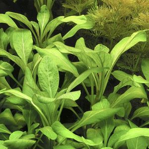 Lobelia Cardinalis (Rare)