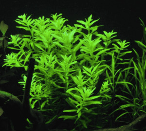 Limnophila Aromatica Green (Rare)