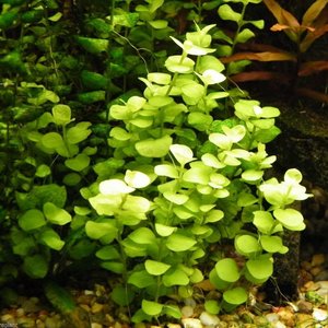 Lysimachia Nummularia 'Aurea' (Gold Moneywort)