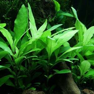 Stem: Hygrophila Corymbosa 'Siamensis'