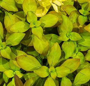 Ludwigia Palustris