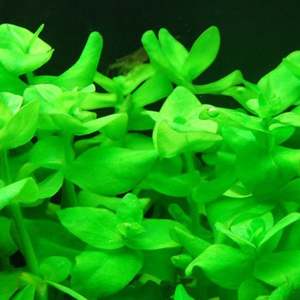 Stem: Bacopa Lanigera