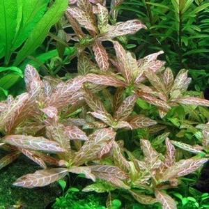 Hygrophila Polysperma 'Rosanervig' (Sunset)
