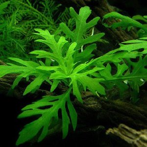 Stem: Hygrophila Difformis (Water Wisteria)