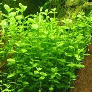 Stem: Lindernia Rotundifolia