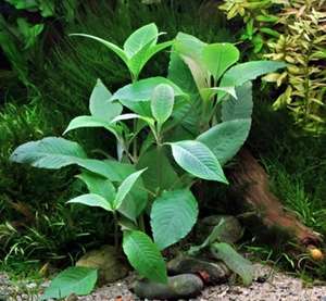Hygrophila Corymbosa 'C. Stricta' (Cherry Leaf)