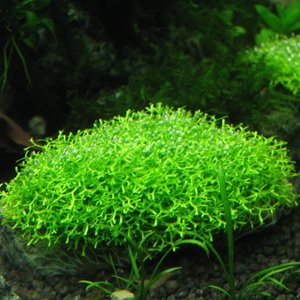 Riccia Fluitans (Floating Crystalwort)