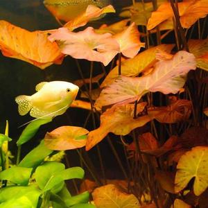 Moss: Taxiphyllum barbieri (Java Moss)