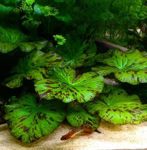 Vesicularia Dubyana 'Christmas' (Christmass Moss)