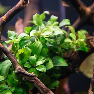 Saggitaria Subulata