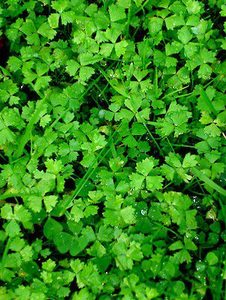 Hydrocotyle Tripartita 'Auckland'