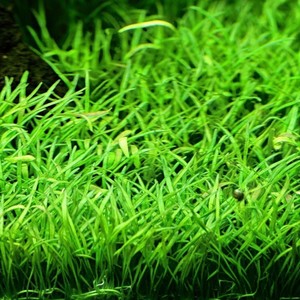 Carpeting: Lilaeopsis Brasiliensis