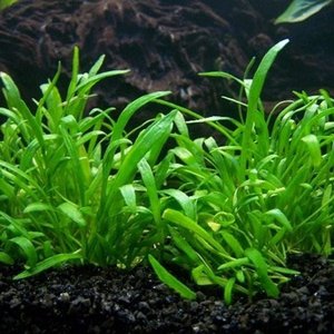 Lilaeopsis Novae-Zelandiae