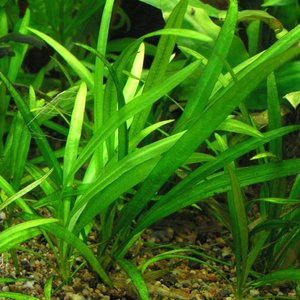 Helanthium Bolivianum 'Latifolius' (Dwarf Sword)