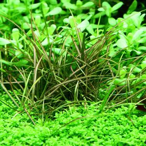 Helanthium Tenellus