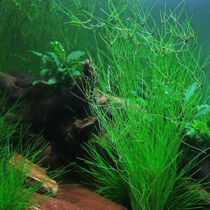 Eleocharis Vivipara (Umbrella Hair Grass)