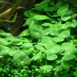 Hydrocotyle Verticillata