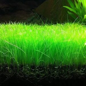 Eleocharis Acicularis (Hair Grass)