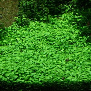 Glossostigma Elatinoides