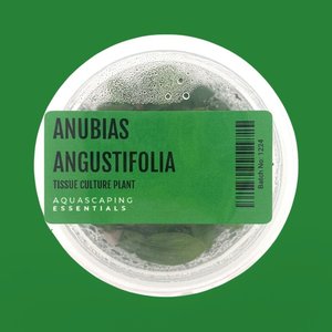Anubias Angustifolia Tissue Culture (Aquascaping Essentials)