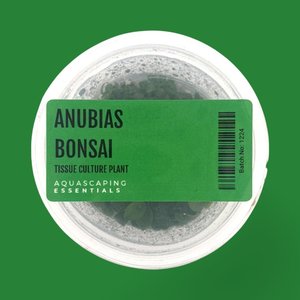 Rhizome: Anubias Bonsai Tissue Culture (Aquascaping Essentials)