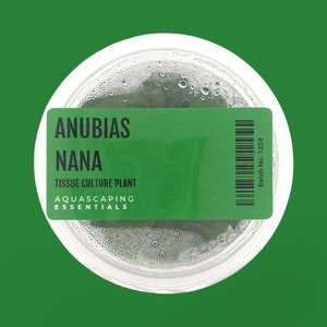 Anubias Barteri var. Nana Tissue Culture (Aquascaping Essentials)