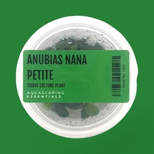 Anubias Nana Petite Tissue Culture (Aquascaping Essentials)