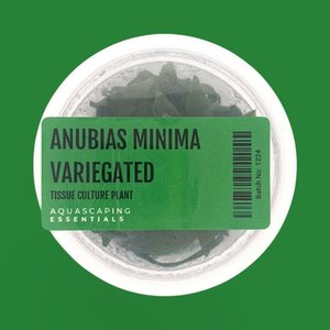 Anubias Minima Variegated Tissue Culture (Aquascaping Essentials)