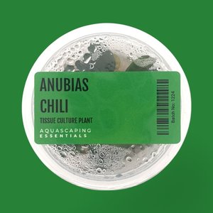 Rhizome: Anubias Chili Tissue Culture (Aquascaping Essentials)