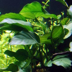 Anubias Barteri var. Barteri
