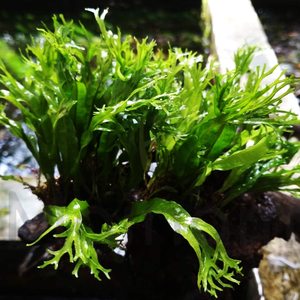 Microsorum pteropus 'Windeløv' Java Fern