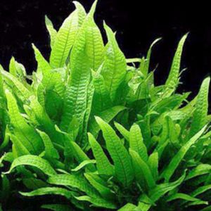 Java Fern Philippines
