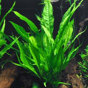 Microsorum pteropus (Broad Leaf Java Fern)