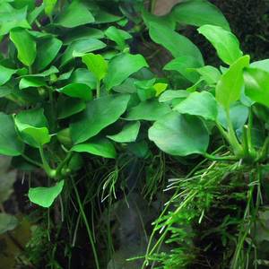Rhizome: Anubias Barteri var. Nana
