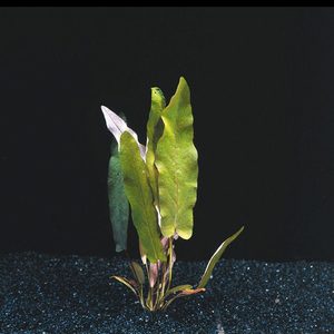 Bulb: Green Barclaya Longifolia (Rare)
