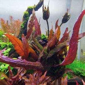 Red Barclaya Longifolia (Rare)