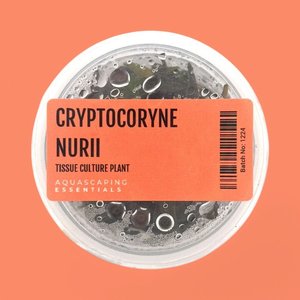 Cryptocoryne Nurii Tissue Culture (Aquascaping Essentials)