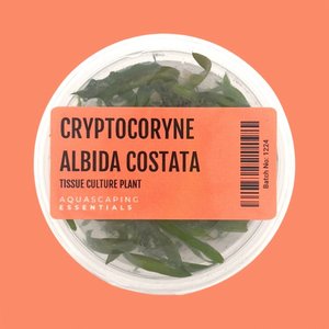 Cryptocoryne Albida Costata Tissue Culture (Aquascaping Essentials)