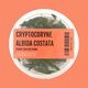 Cryptocoryne Albida Costata Tissue Culture (Aquascaping Essentials)