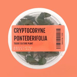 Cryptocoryne Pontederiifolia ‘Schott’ Tissue Culture (Aquascaping Essentials)