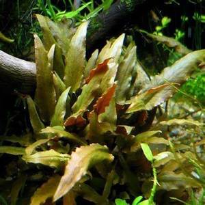 Rosette: Cryptocoryne Walkeri