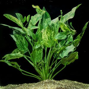 Echinodorus Cordifolius 'Marble Queen' (Rare)