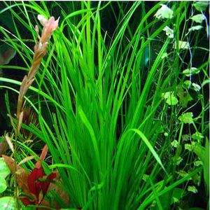 Cyperus Helferi