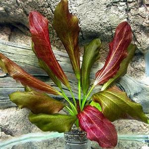 Echinodorus 'Rose Sword'