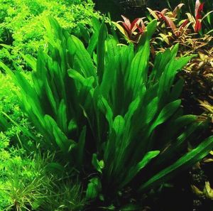 Rosette: Echinodorus Uruguayensis – Uruguayan Sword Plant