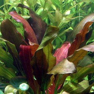 Echinodorus 'Barthii' (Osiris)
